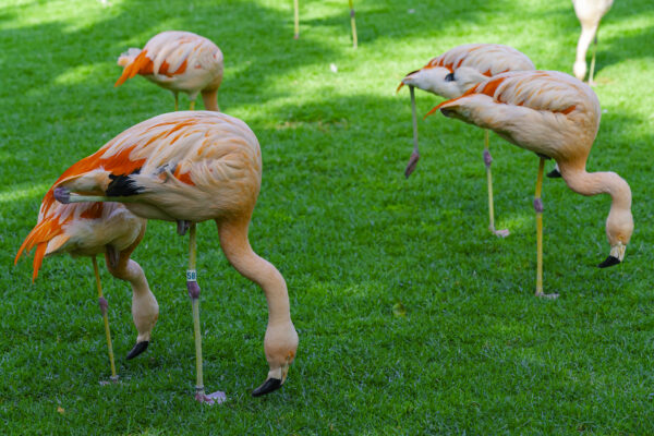 Flamingo Adoption 101:Make a Difference for These Iconic Birds.