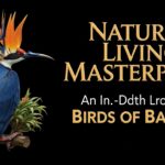 Nature’s Living Masterpiece: An In-Depth Look at the Birds of Paradise