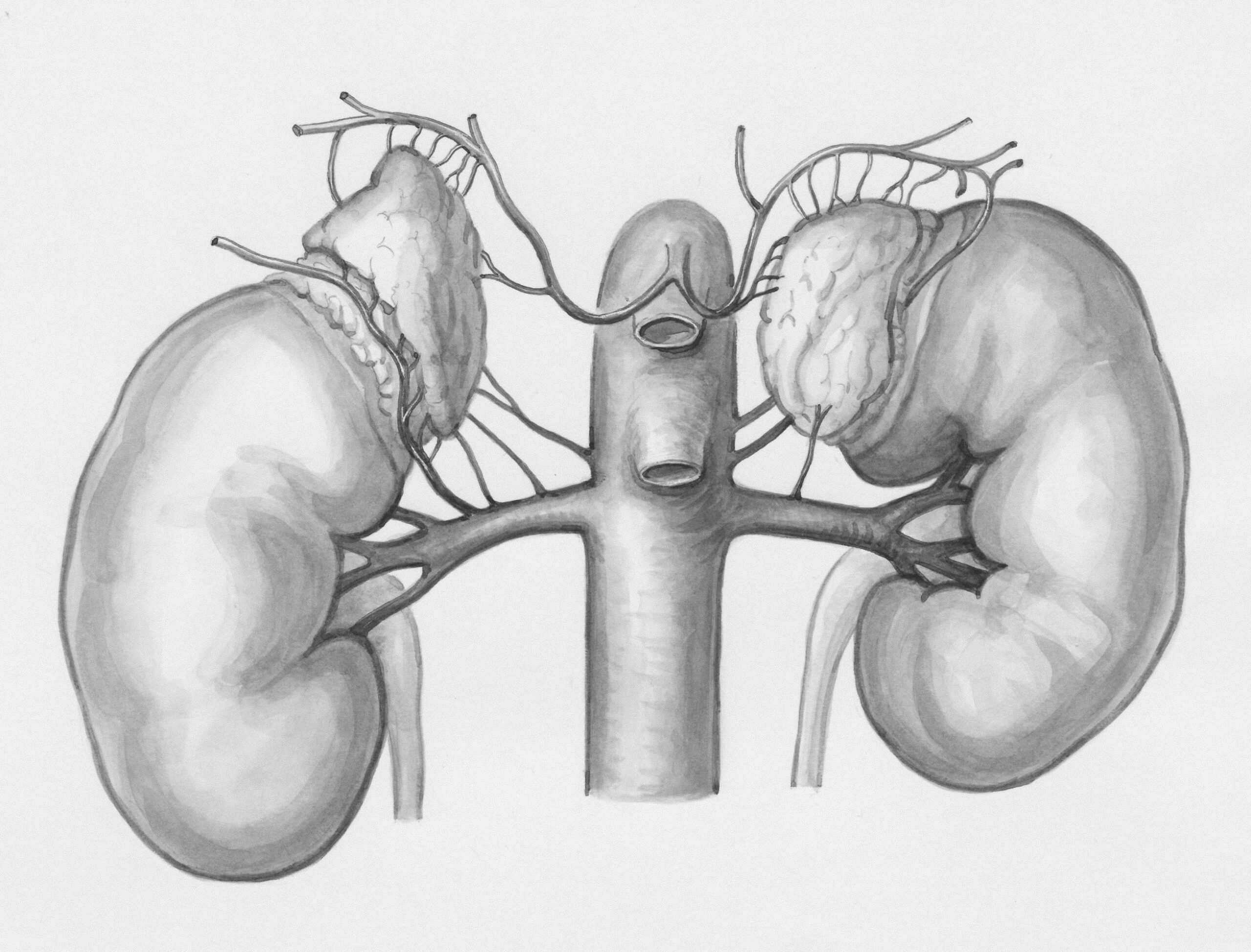 Life Without a Pancreas: What Happens to Your Body?